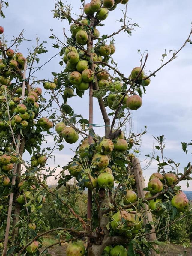 Pagube mari în livezile din zona Fălticeni, produse de grindină