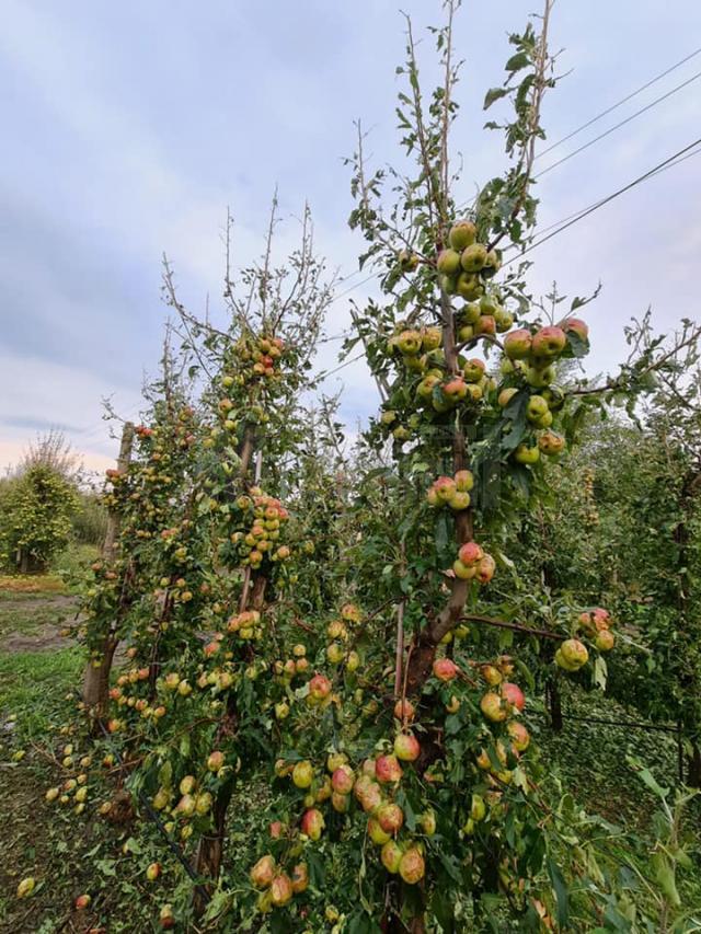 Pagube mari în livezile din zona Fălticeni, produse de grindină