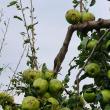 Mere distruse de grindină Sursă foto Direcția Agricolă Suceava