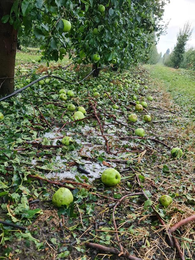 Mere distruse de grindină Sursă foto Direcția Agricolă Suceava