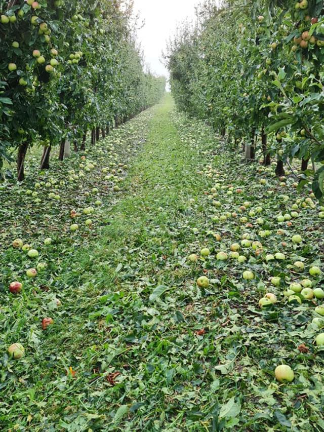 Mere distruse de grindină Sursă foto Direcția Agricolă Suceava