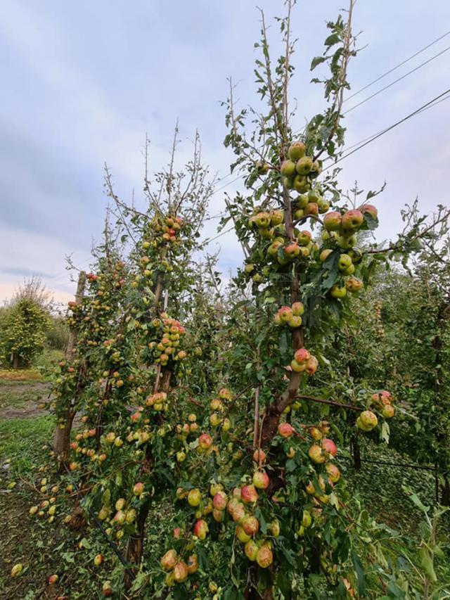 Mere distruse de grindină Sursă foto Direcția Agricolă Suceava