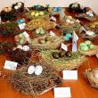 70 de cuiburi și tot atâtea tipuri de ouă de la păsări sedentare și migratoare, în expoziția temporară „Cuibușor de nebunii”