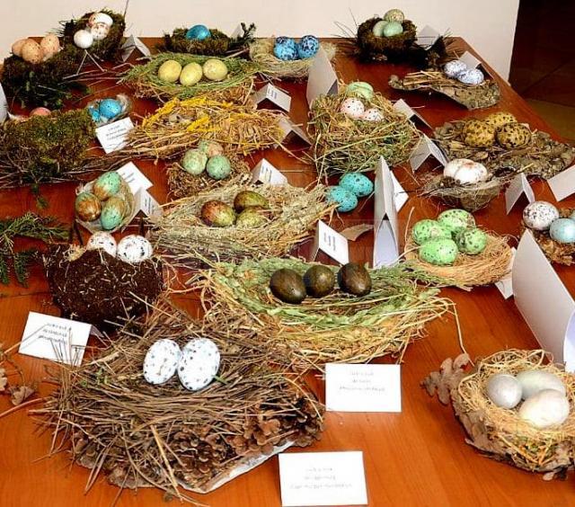 70 de cuiburi și tot atâtea tipuri de ouă de la păsări sedentare și migratoare, în expoziția temporară „Cuibușor de nebunii”