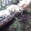 O haită de lupi a făcut prăpăd într-o turmă de oi – 65 de mioare ucise sau dispărute