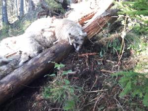 O haită de lupi a făcut prăpăd într-o turmă de oi – 65 de mioare ucise sau dispărute