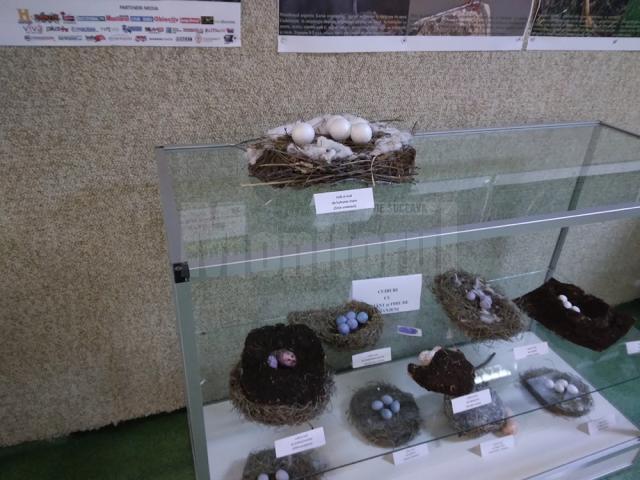 Expoziție temporară cu 70 de cuiburi și tot atâtea tipuri de ouă de la păsări sedentare și migratoare, la Muzeul de Științele Naturii Suceava