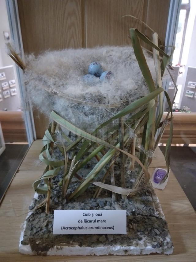 Expoziție temporară cu 70 de cuiburi și tot atâtea tipuri de ouă de la păsări sedentare și migratoare, la Muzeul de Științele Naturii Suceava