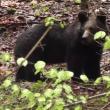 Întâlnire cu un urs, filmată de un ranger în Parcul Călimani