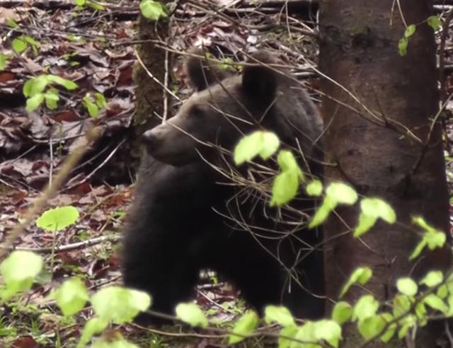 Întâlnire cu un urs, filmată de un ranger în Parcul Călimani