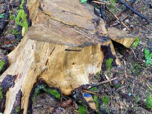 Toate cioatele identificate în teren prezintă marcaje legale, pentru ca masa lemnoasă să fie extrasă din pădure și valorificată