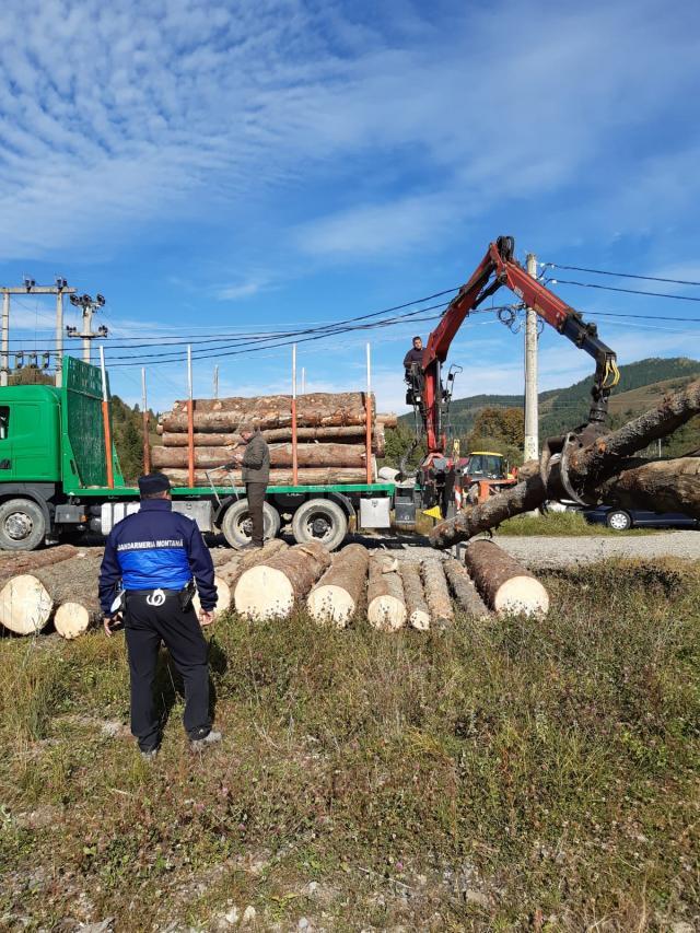 Jandarmii au amendat un șofer care transporta material lemnos în surplus