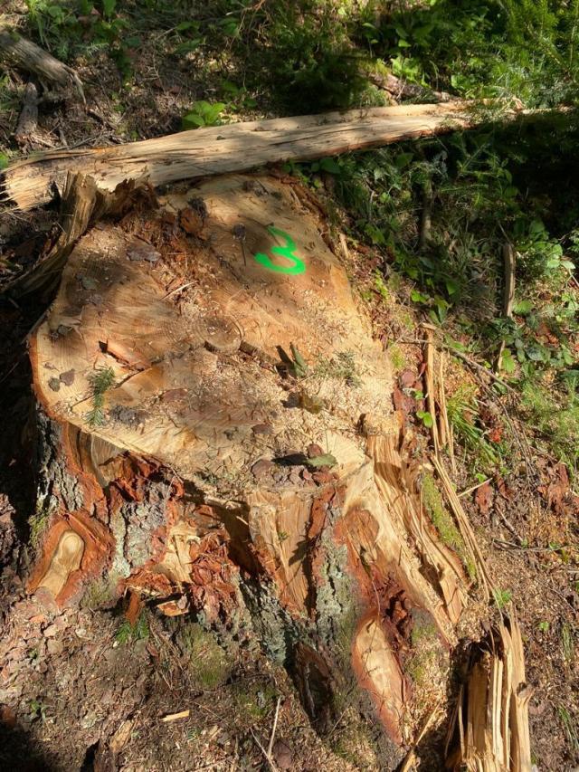 41 de cioate provenite din tăieri ilegale de arbori, pe un teren al Primăriei Sucevița
