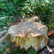 41 de cioate provenite din tăieri ilegale de arbori, pe un teren al Primăriei Sucevița