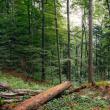 Creșterea rezistenței pădurilor prin promovarea lemnului mort, un proiect România-Ucraina