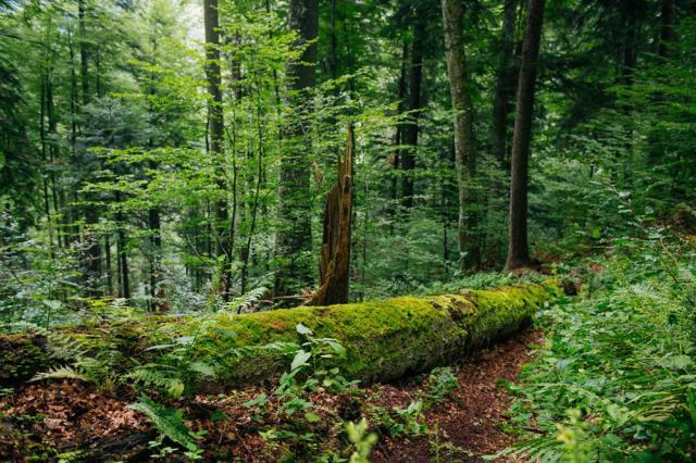 Creșterea rezistenței pădurilor prin promovarea lemnului mort, un proiect România-Ucraina