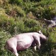 Alertă majoră după ce doi porci au fost găsiți morți la marginea drumului, pe Mestecăniș