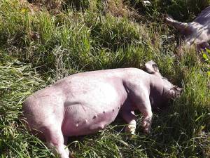 Alertă majoră după ce doi porci au fost găsiți morți la marginea drumului, pe Mestecăniș