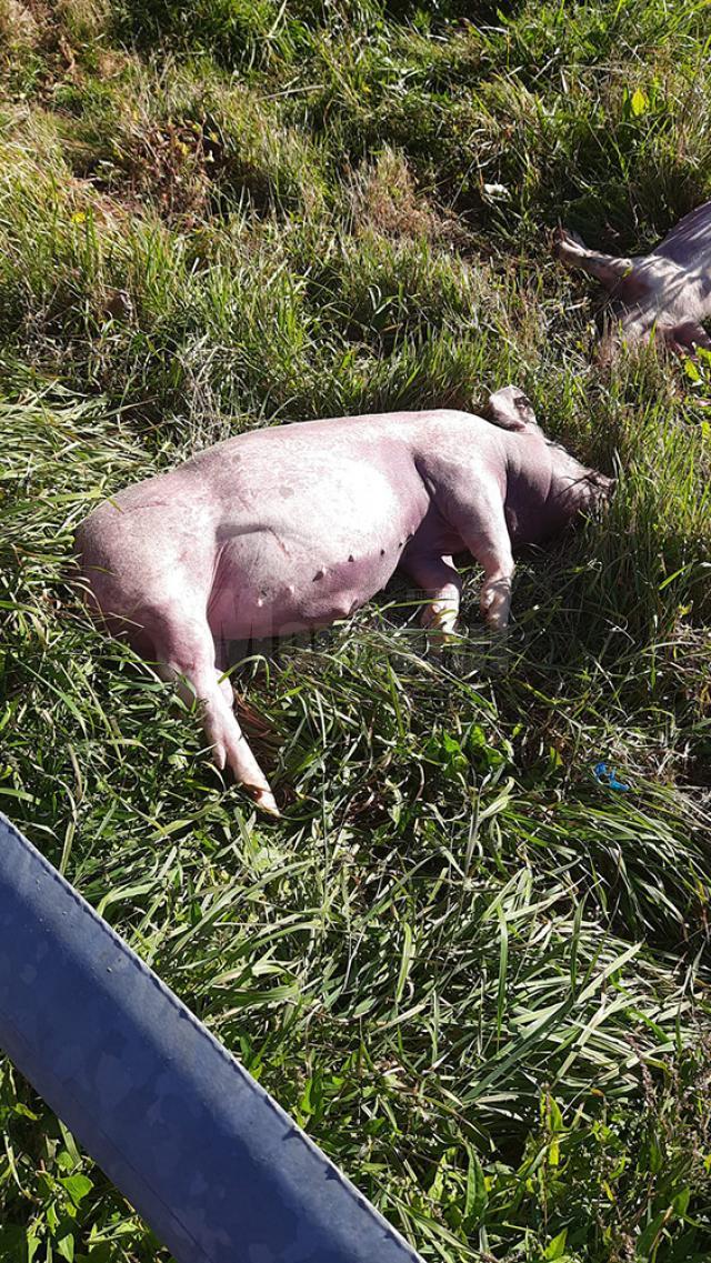 Doi porci au fost găsiți morți la marginea drumului, pe Mestecăniș
