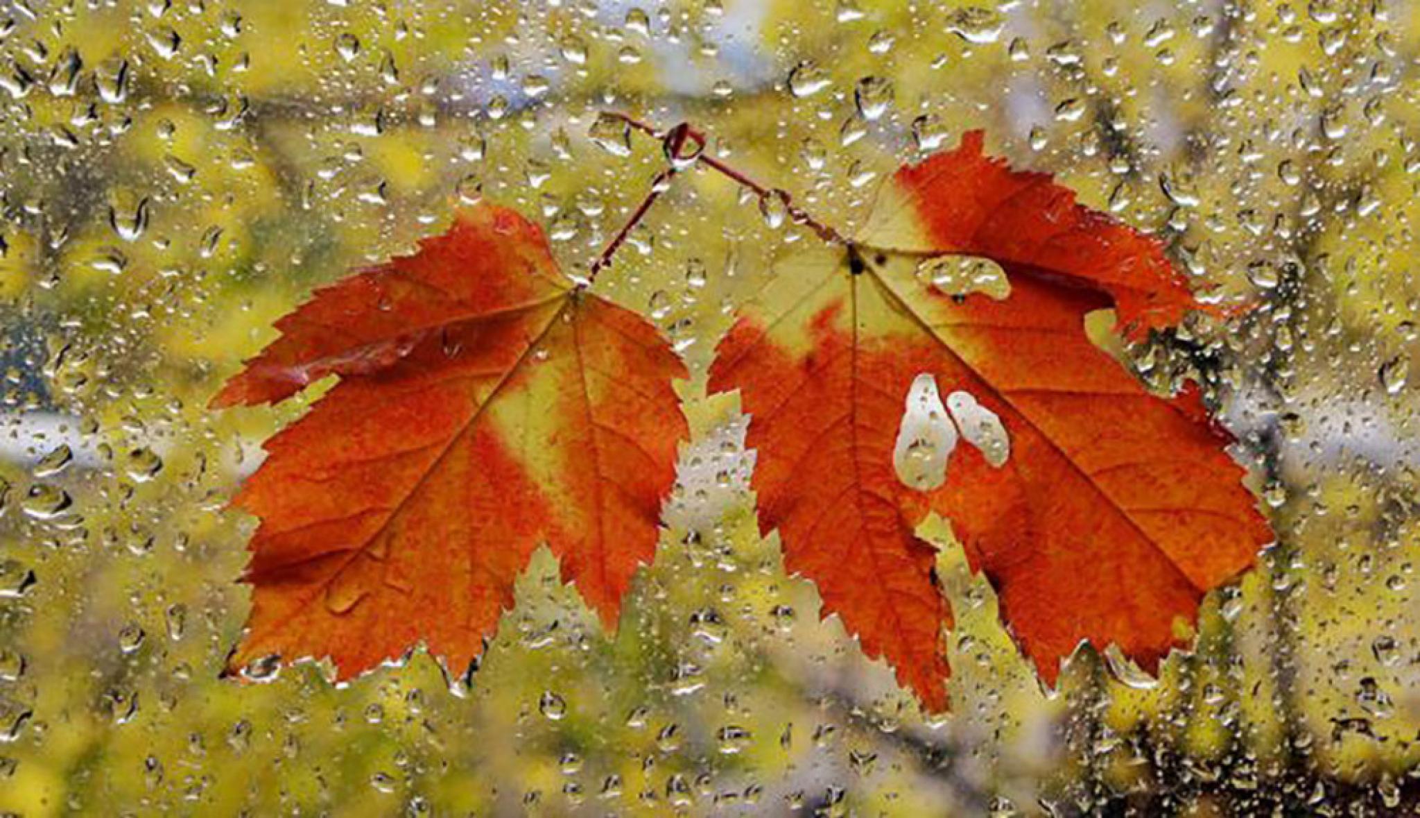 Осенняя музыка дождя. Дождливая осень. Осень дождь. Дождливая Золотая осень. Осень дождь листья.