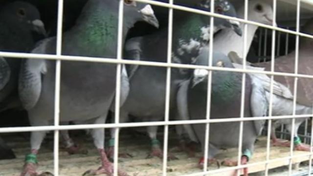 Autoritățile judiciare belgiene l-au acuzat și condamnat pe bărbatul din Rădăuți pentru furtul a 55 de porumbei de cursă FOTO digi24.ro