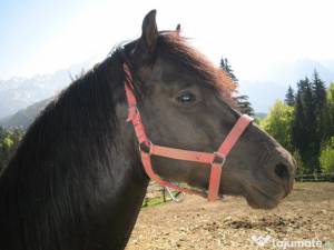 calul a fost injurat de proprietar