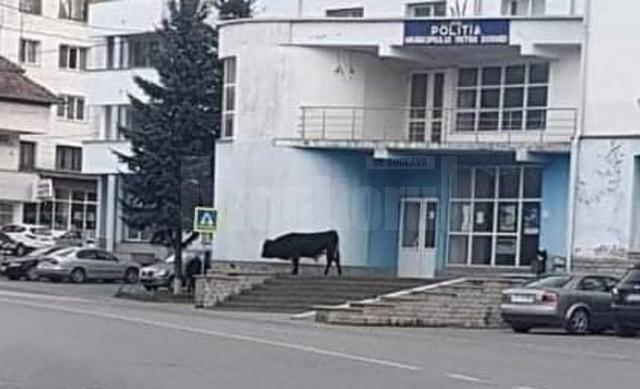 Un taur pe treptele Poliției Vatra Dornei