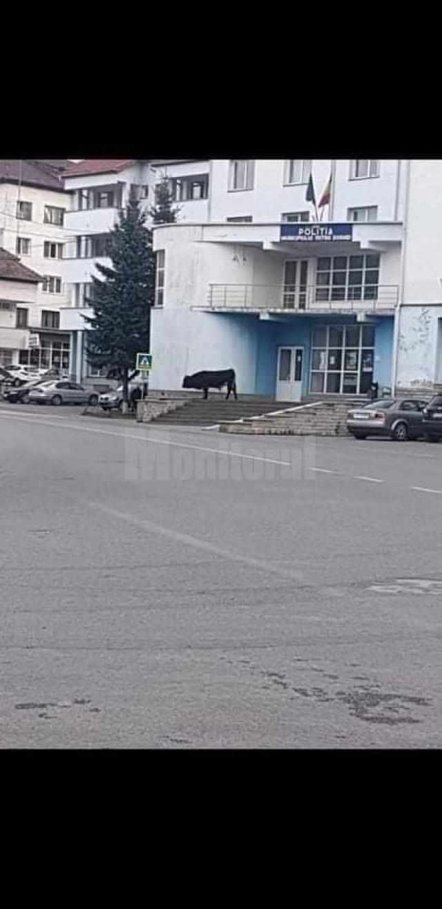 Un taur pe treptele Poliției Vatra Dornei