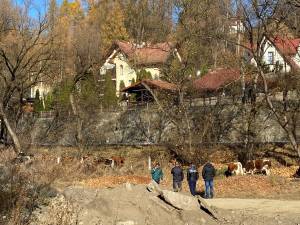 Vacile păzite de poliţişti FOTO Radio Dorna