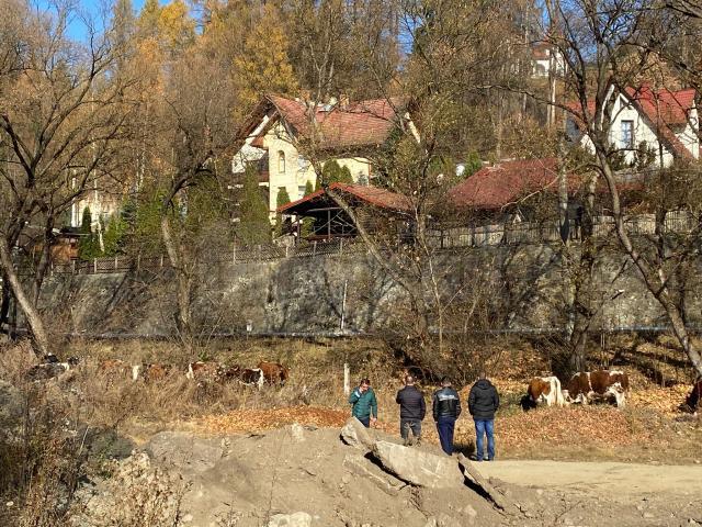 Vacile păzite de poliţişti FOTO Radio Dorna