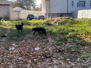 Adăpost ilegal de câini amenajat între blocuri, desființat de Primăria Suceava