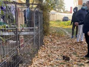 Desființarea adăpostului ilegal de câini și curățarea zonei de gunoaiele depozitate pe domeniul public