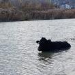 Vacă salvată din râul Siret de pompieri după trei ore de muncă