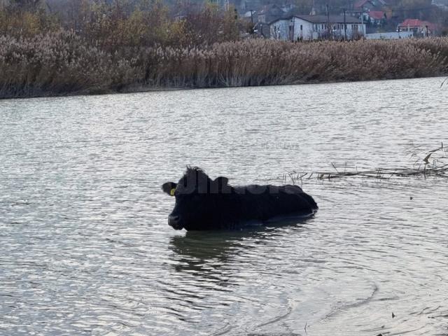 Vacă salvată din râul Siret de pompieri după trei ore de muncă