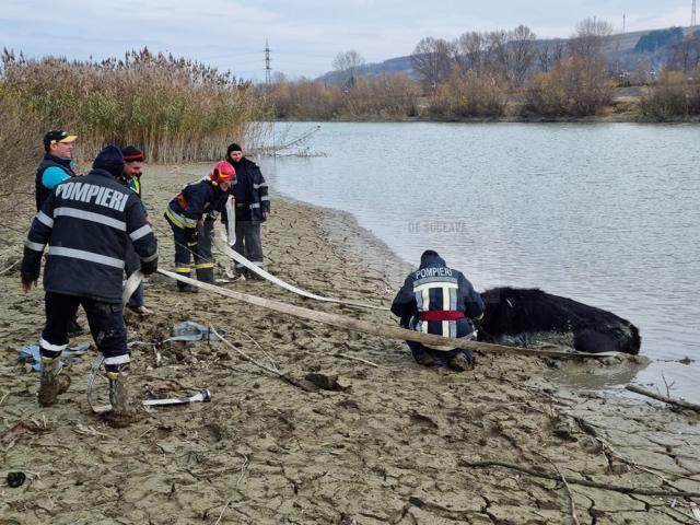 Vacă salvată din râul Siret de pompieri după trei ore de muncă