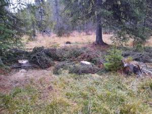 Zeci de cioate de arbori tăiați ilegal, descoperite de inspectorii Gărzii Forestiere Suceava, în teren