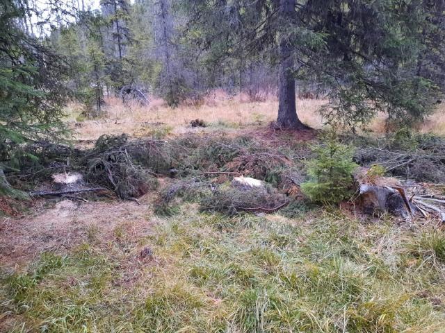 Zeci de cioate de arbori tăiați ilegal, descoperite de inspectorii Gărzii Forestiere Suceava, în teren