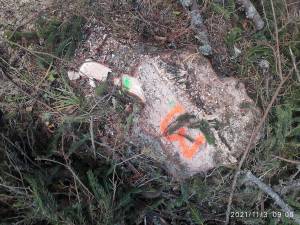 Zeci de arbori tăiați ilegal au fost descoperiți în păduri private din zona Moldovița, care nu se aflau în pază la nici un ocol silvic