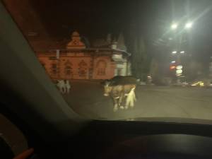 Vacile maidaneze au reapărut pe străzile din Vatra Dornei
