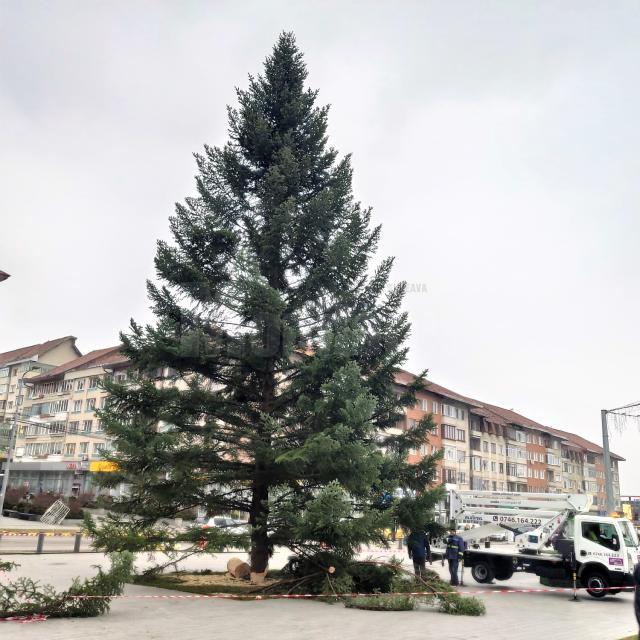 În centrul municipiului Suceava și-a făcut deja apariția tradiționalul brad pentru sărbătorile de iarnă
