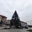 În centrul municipiului Suceava și-a făcut deja apariția tradiționalul brad pentru sărbătorile de iarnă 2