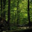 Pădurile multiseculare de fag din România, inclusiv Codrii Seculari Slătioara, sunt înscrise în patrimoniul mondial UNESCO 1