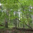Pădurile multiseculare de fag din România, inclusiv Codrii Seculari Slătioara, sunt înscrise în patrimoniul mondial UNESCO