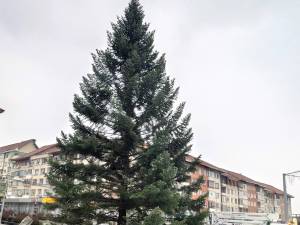 În centrul municipiului Suceava și-a făcut deja apariția tradiționalul brad pentru sărbătorile de iarnă