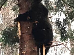 Urs salvat dintr-o capcană montată de braconieri într-un brad