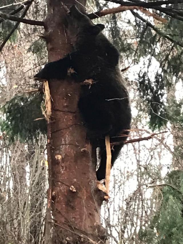 Urs salvat dintr-o capcană montată de braconieri într-un brad