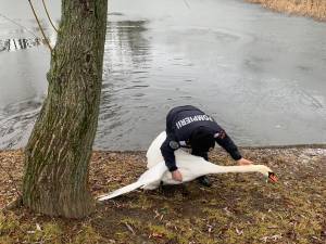 Lebăda din parcul de agrement de pe Tătărași, pusă la adăpost pe timpul iernii