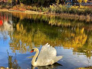 Lebăda din parcul de agrement de pe Tătărași, pusă la adăpost pe timpul iernii