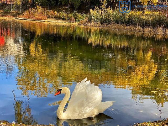 Lebăda din parcul de agrement de pe Tătărași, pusă la adăpost pe timpul iernii