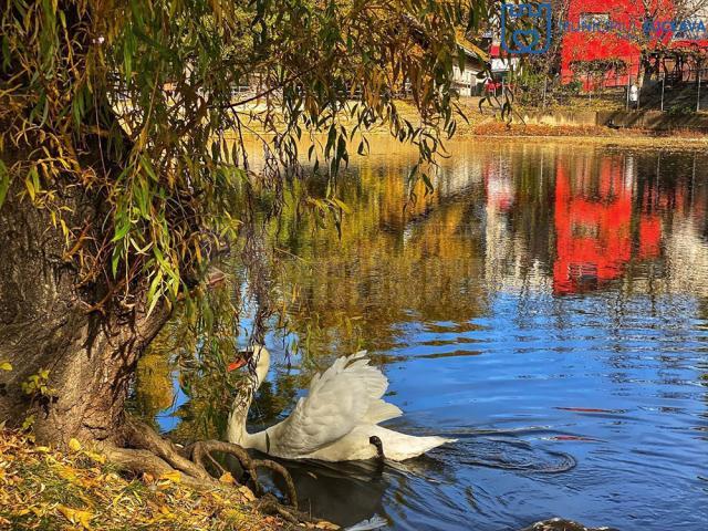 Lebăda din parcul de agrement de pe Tătărași, pusă la adăpost pe timpul iernii